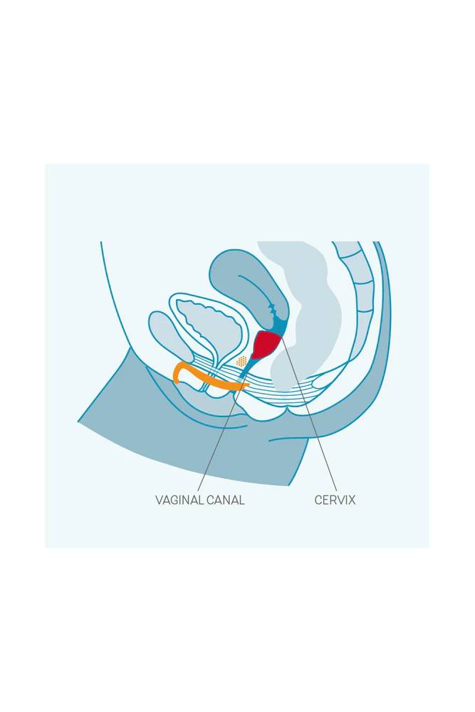 Fun Factory - Fun Cup Menstrual Cup Size B - Grape - Stag Shop