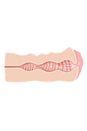 Adam & Eve - Sweet Lips Stroker - Stag Shop