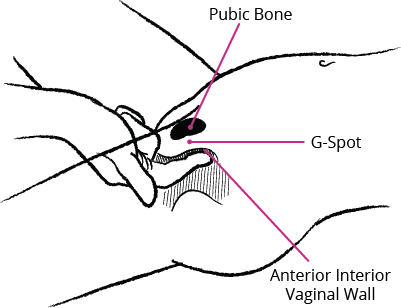 A diagram of female anatomy showing the location of the pubic bone, the g-spot, and the anterior/interior vaginal wall.