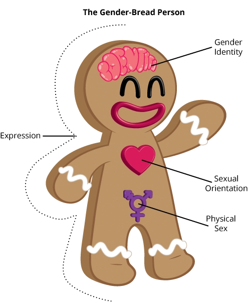 A cartoon of a gender-bread person.