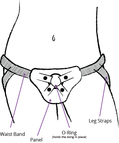 A diagram of a strap on apparatus with the waist band, panel, o-ring and leg straps labelled.