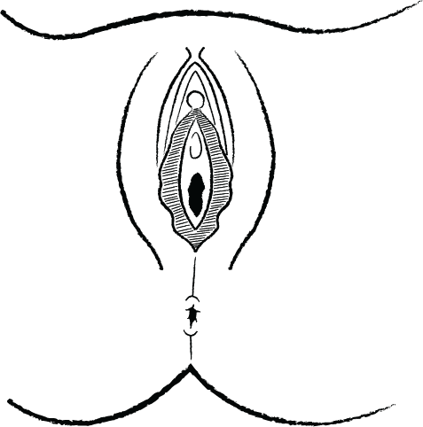 A diagram of the vulva.